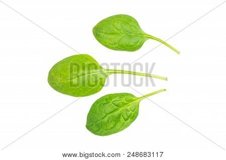 Fresh Baby Spinach Top View Isolated On White Background Group Of Three Green Single Leaves