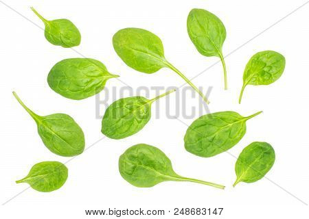 Fresh Baby Spinach Leaves Top View Isolated On White Background
