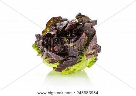 One Whole Fresh Green Lettuce Red Little Gem Variety Front View Isolated On White