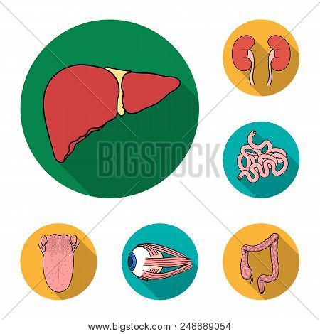 Human Organs Flat Icons In Set Collection For Design. Anatomy And Internal Organs Vector Symbol Stoc