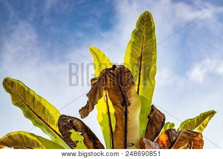 Selective Focus And Closed Up Image Of Bird Nest Fern (asplenium Nidus) Over Blue Sky Background