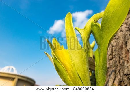 Selective Focus And Closed Up Image Staghorn Ferns (platycerium Holttumii) Plant Over Blue Sky Backg
