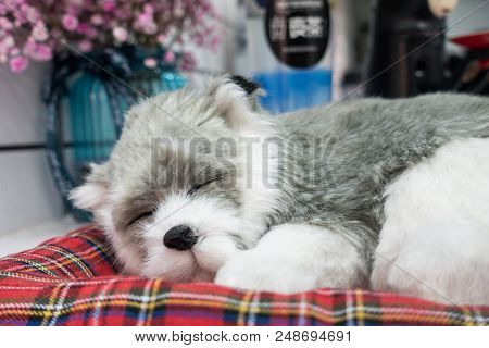 A Cute Dog Asleep On A Red Tartan Cushion