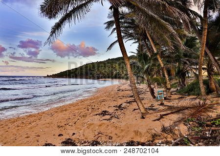 Palm Trees On Barbados Beach With Clouds And Blue Sky