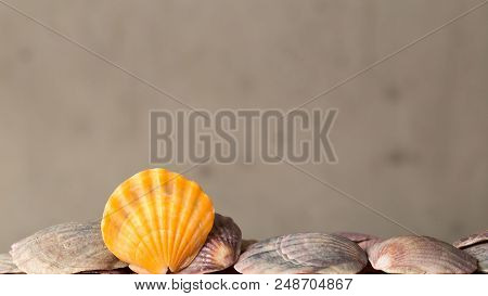 Sea Shells For Background, Deorations And Design