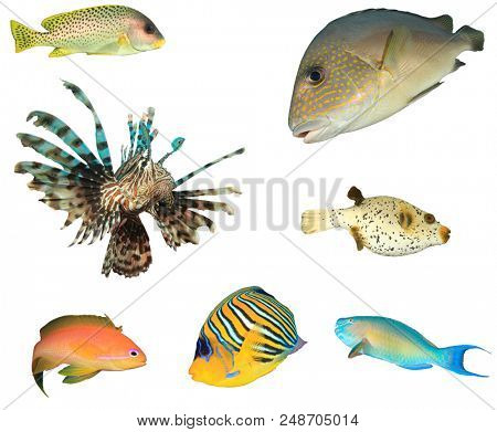Tropical reef fish isolated. Sweetlips, Lionfish, Pufferfish, Lyretail Antha, Parrotfish and Angelfish 