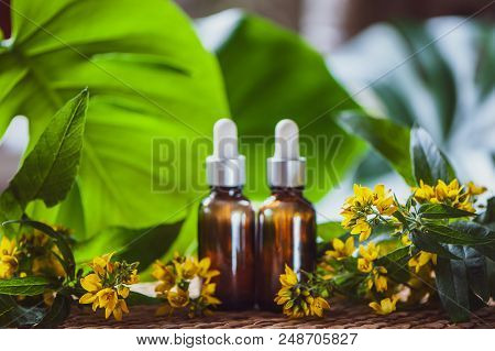 Bottles With St. John's Wort Extract And Flowers Hypericum, Organic Cosmetics With Herbal Extracts