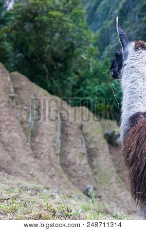 Llamas Are Used For Meat, Wool, Skin And For Transporting Heavy Loads, A Little Like Donkeys. A Male