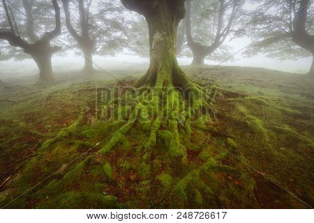 Beech Green Roots In Gorbea Natural Park