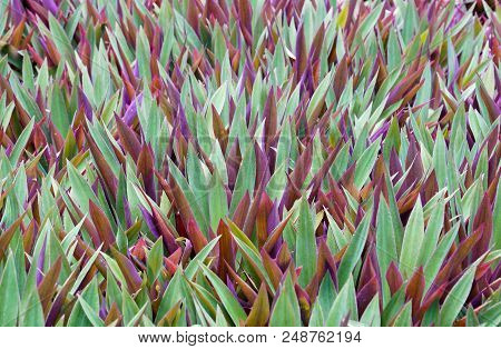 Closeup Shot Of Tradescantia Spathacea For Background