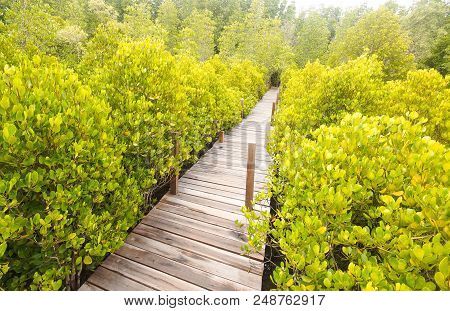 Tung Prong Thong - Mangrove Forest Boardwalk At Pak Nam Krasae, Klaeng District, Rayong, Thailand