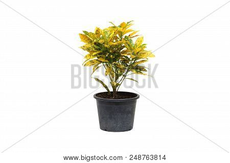 Codiaeum Variegatum Blume In A Black Plastic Pot Isolated On White