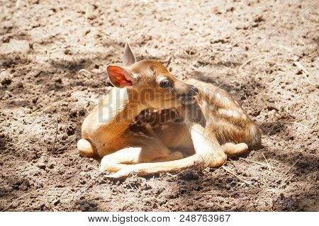 A Newly Born Sika Deer Lying On The Ground