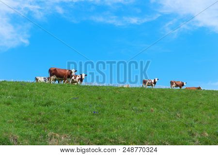 Typical cows in French Auvergne