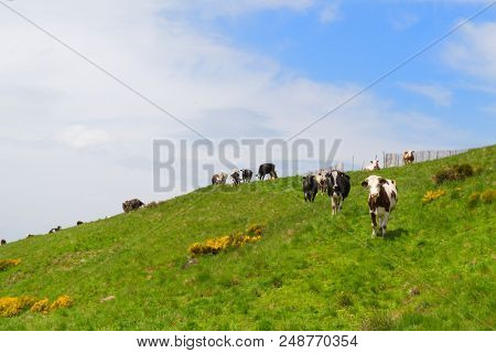 Typical cows in French Auvergne