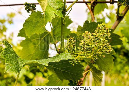 Photo Picture Of Acinus Unripe Grape Fresh Green Bunches