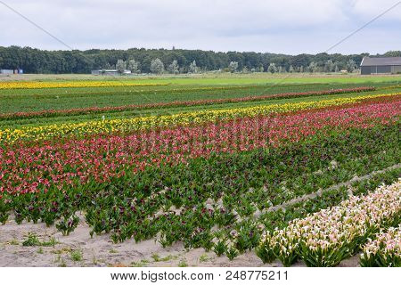 Photo Picture Of Calla Flower Colored Garden Field Cultivation