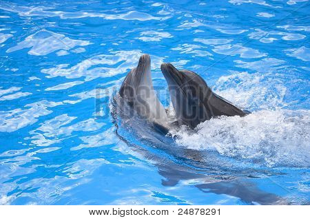 Dwa delfiny