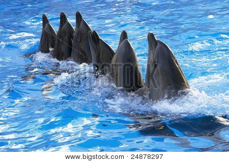 Delfiny Dance w basenie