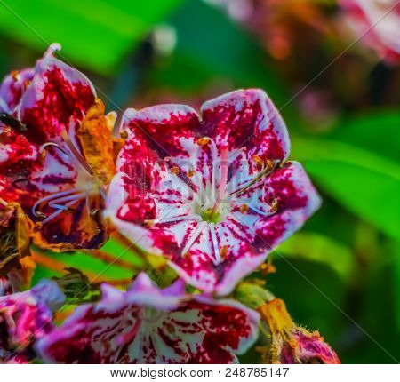 Red White Mountain Laurel Kalmia Latifolia Green Leaves Close Up