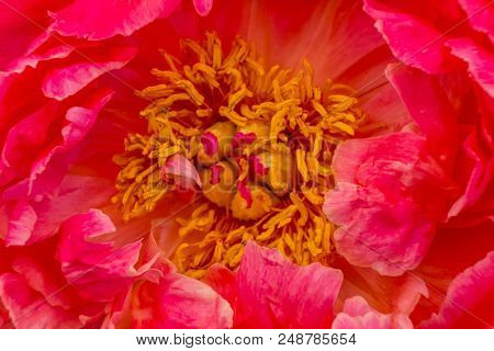 Red Petals Peony Flower Paeonia Perrenial Abstract