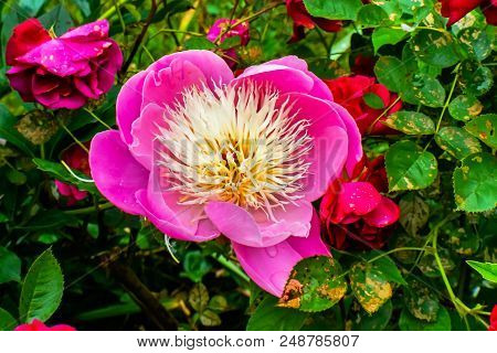Pink White Petals Peony Flower Paeonia Perrenial Red Roses
