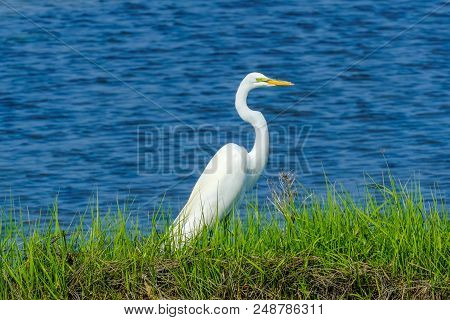 Great White Egret Ardea Alba Padnaram Green Grass Salt Water Marsh Dartmouth Masschusetts