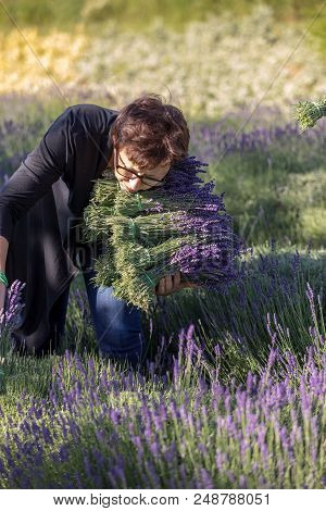 Ostrow, Poland - June 6, 2018: A Woman With A Bunch Of Lavender Bouquets  In The Middle Of A Lavende