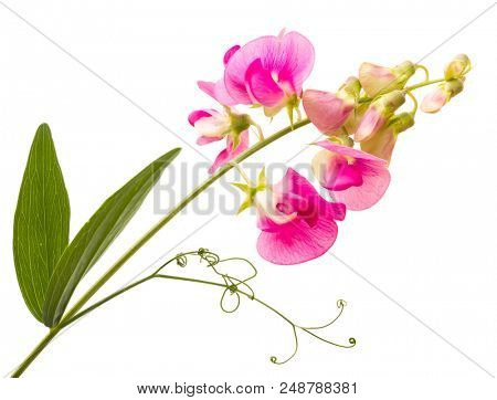 Soft pink sweet pea lathyrus flowers isolated against a white background