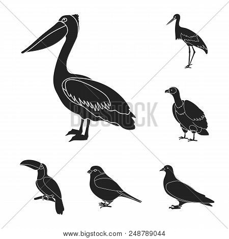 Types Of Birds Black Icons In Set Collection For Design. Home And Wild Bird Vector Symbol Stock  Ill