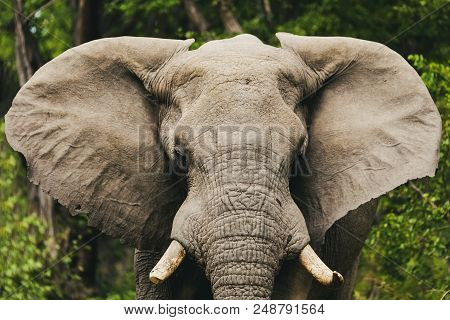 African Elephant In Botswana Safari Wildlife