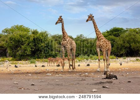 Giraffe On Etosha With Stripped Hyena, Namibia Safari Wildlife