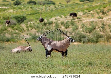Gemsbok, Oryx Gazella In Kalahari