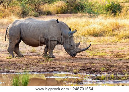 White Rhinoceros Pilanesberg, South Africa Safari Wildlife