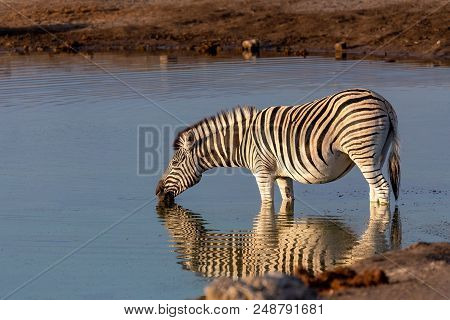 Zebra Reflection In Etosha Namibia Wildlife Safari