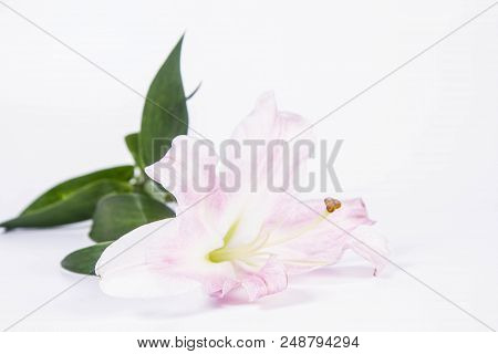 A White Lily On A Wwhite Background