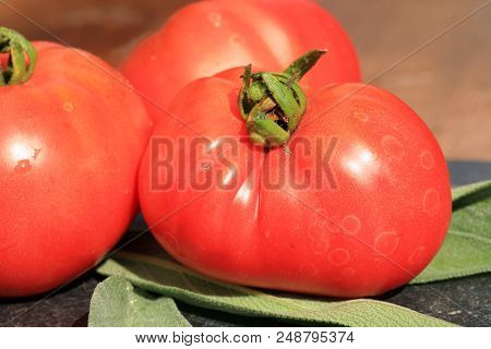 Organic Tomato From Rural Permaculture. Home Country Garden.