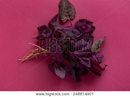fresh purple orach