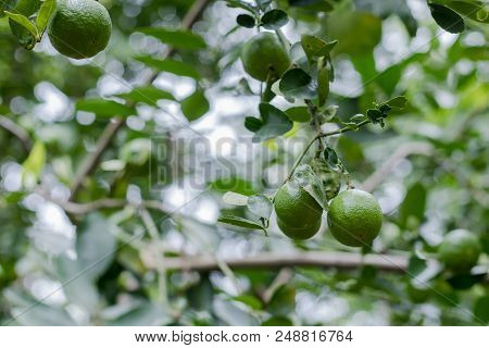 Green Lime Tree In My Farm Very Much