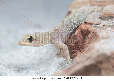 Kotschy's Gecko, Mediodactylus Kotschyi On The Sand