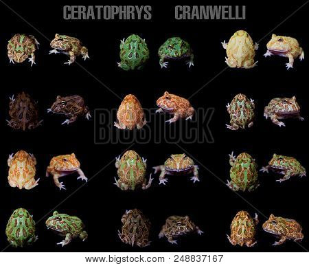 The Chachoan Horned Frogs Set, Ceratophrys Cranwelli, Isolated On Black Background