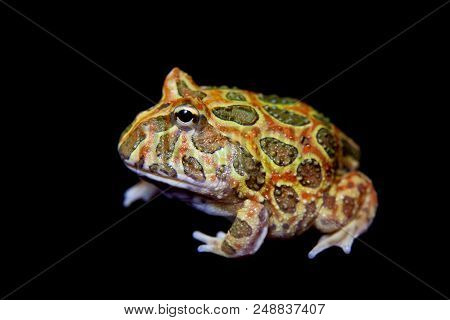 The Chachoan Horned Frog, Ceratophrys Cranwelli, Isolated On Black Background