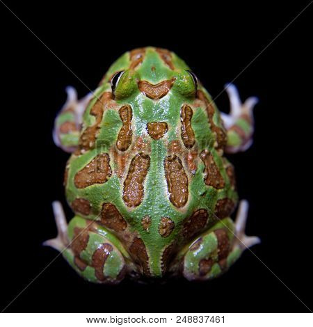 The Chachoan Horned Frog, Ceratophrys Cranwelli, Isolated On Black Background