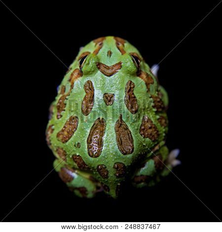 The Chachoan Horned Frog, Ceratophrys Cranwelli, Isolated On Black Background