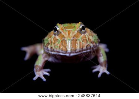 The Chachoan Horned Frog, Ceratophrys Cranwelli, Isolated On Black Background