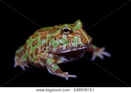 The Chachoan Horned Frog, Ceratophrys Cranwelli, Isolated On Black Background