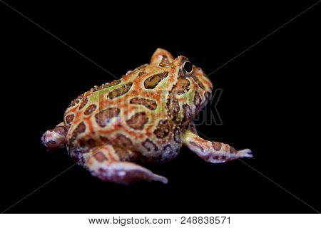 The Chachoan Horned Frog, Ceratophrys Cranwelli, Isolated On Black Background