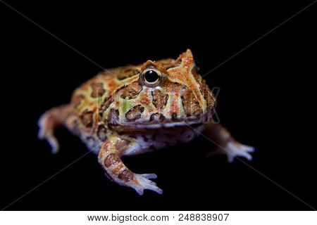 The Chachoan Horned Frog, Ceratophrys Cranwelli, Isolated On Black Background