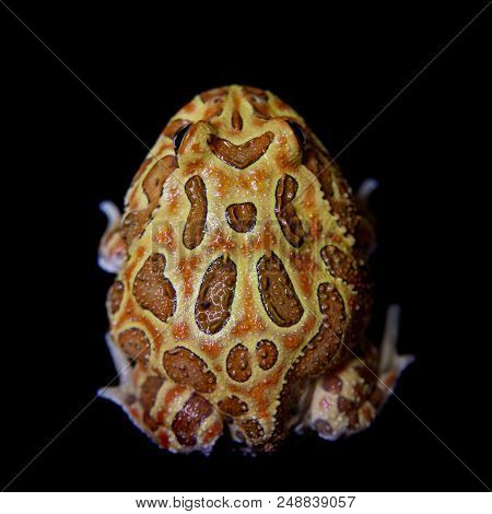The Chachoan Horned Frog, Ceratophrys Cranwelli, Isolated On Black Background