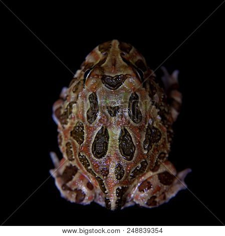The Chachoan Horned Frog, Ceratophrys Cranwelli, Isolated On Black Background